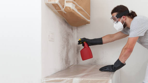 Professional Attic Mold Removal technician working in Bensenville, IL