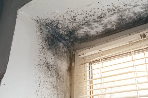 Affordable Attic Mold Removal solutions in Bensenville, IL