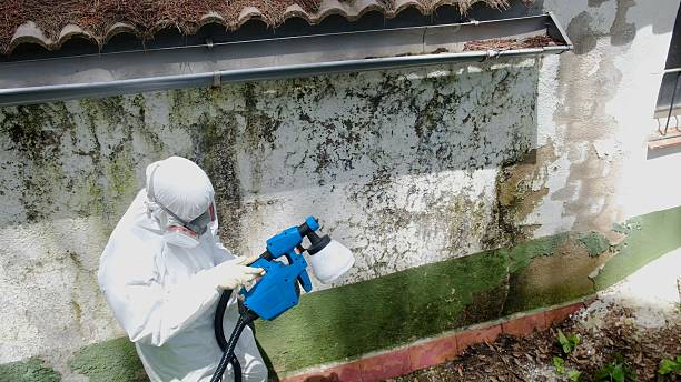 Top rated local Attic Mold Removal specialists in Bensenville, IL